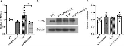Efavirenz restored NMDA receptor dysfunction and inhibited epileptic seizures in GluN2A/Grin2a mutant mice